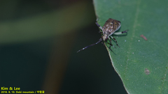 Eurystylus coelestialium