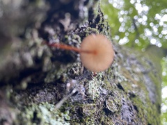 Mycena rosella