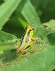 Melanoplus bivittatus