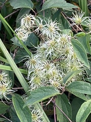 Clematis terniflora