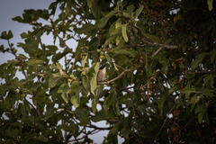 Cyanopica cooki