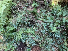 Coptis aspleniifolia