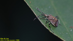 Eurystylus coelestialium