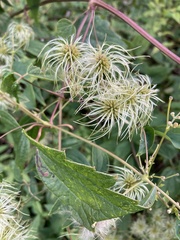 Clematis terniflora