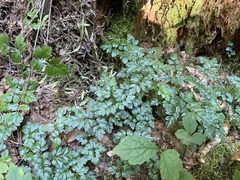 Coptis aspleniifolia