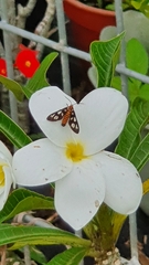 Amata huebneri