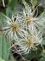 Clematis terniflora
