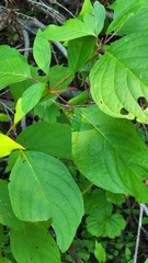 Cornus rugosa