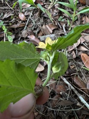 Malvastrum coromandelianum