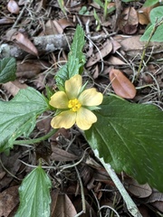 Malvastrum coromandelianum