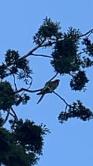 Psittacara erythrogenys