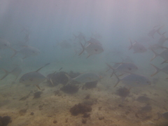 Trachinotus blochii