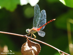 Sympetrum ambiguum