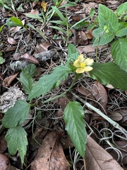 Malvastrum coromandelianum