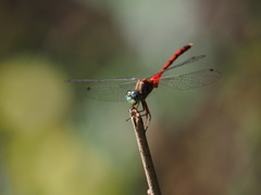 Sympetrum ambiguum