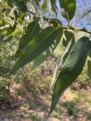 Salix lasiandra