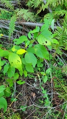 Cornus rugosa