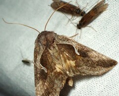 Anagrapha falcifera