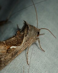 Anagrapha falcifera