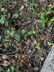 Malvastrum coromandelianum