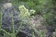 Mortonia scabrella