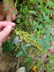 Sceptridium biternatum