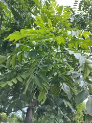 Spondias purpurea