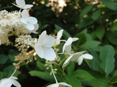 Hydrangea