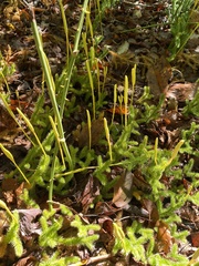 Lycopodium clavatum