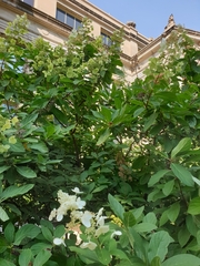 Hydrangea