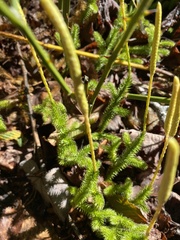 Lycopodium clavatum