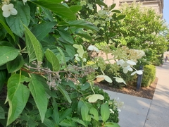Hydrangea