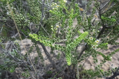 Mortonia scabrella