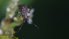 Eurystylus coelestialium