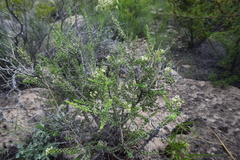Mortonia scabrella