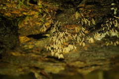 Stemonitopsis typhina