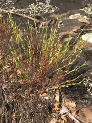 Hypericum gentianoides
