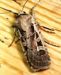 Euxoa divergens