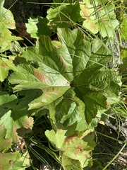 Darmera peltata