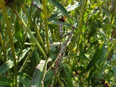 Stagmomantis carolina