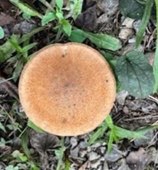 Polyporus radicatus