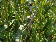 Stagmomantis carolina