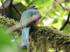 Trogon collaris