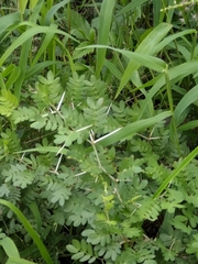 Vachellia rigidula