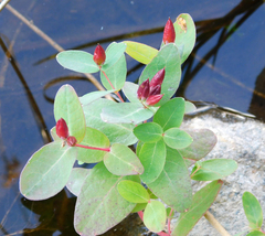 Hypericum virginicum