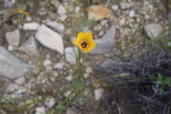 Linum berlandieri