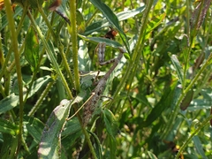 Stagmomantis carolina