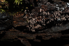 Stemonitopsis typhina