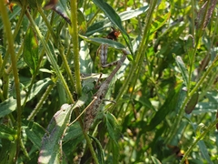 Stagmomantis carolina