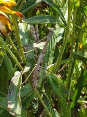 Stagmomantis carolina